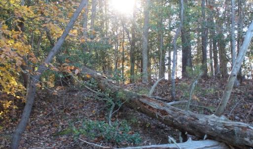 Photo of UNDER CONTRACT!  12.7 Acres of Residential Hunting Land For Sale in Isle of Wight County VA!