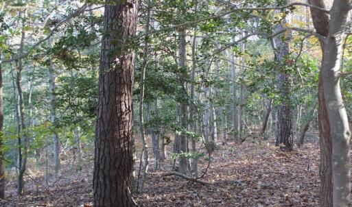 Photo of UNDER CONTRACT!  12.7 Acres of Residential Hunting Land For Sale in Isle of Wight County VA!