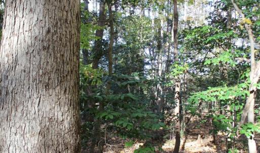 Photo of UNDER CONTRACT!  12.7 Acres of Residential Hunting Land For Sale in Isle of Wight County VA!