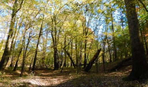 Photo of UNDER CONTRACT!  196.4 Acres of Residential and Timber Land For Sale in Edgecombe County NC!