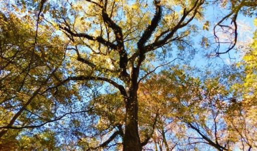 Photo of UNDER CONTRACT!  196.4 Acres of Residential and Timber Land For Sale in Edgecombe County NC!