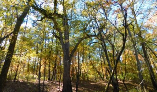 Photo of UNDER CONTRACT!  196.4 Acres of Residential and Timber Land For Sale in Edgecombe County NC!