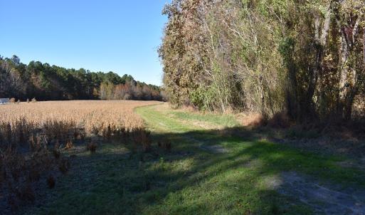 Photo of UNDER CONTRACT!  34.116 Acres Of Open Timber Land For Sale in Southampton County VA!