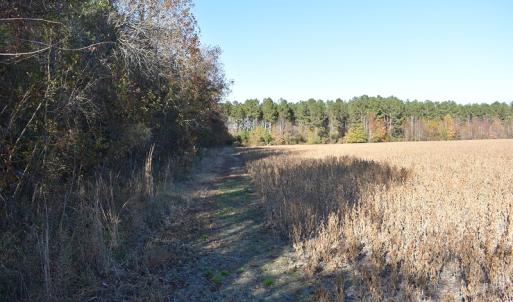 Photo of UNDER CONTRACT!  34.116 Acres Of Open Timber Land For Sale in Southampton County VA!