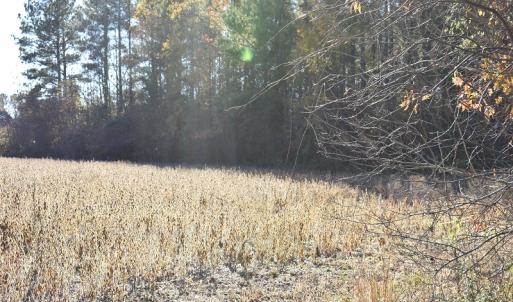 Photo of UNDER CONTRACT!  34.116 Acres Of Open Timber Land For Sale in Southampton County VA!