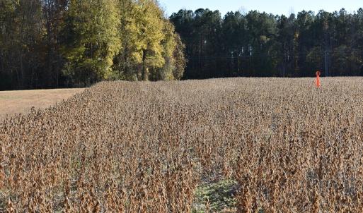 Photo of UNDER CONTRACT!  34.116 Acres Of Open Timber Land For Sale in Southampton County VA!