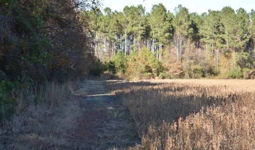 Photo of UNDER CONTRACT!  34.116 Acres Of Open Timber Land For Sale in Southampton County VA!