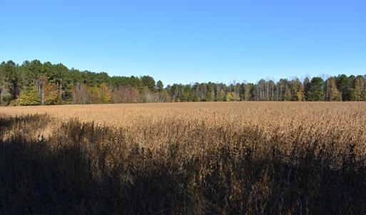 Photo of UNDER CONTRACT!  34.116 Acres Of Open Timber Land For Sale in Southampton County VA!