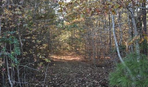 Photo of UNDER CONTRACT!  34.116 Acres Of Open Timber Land For Sale in Southampton County VA!