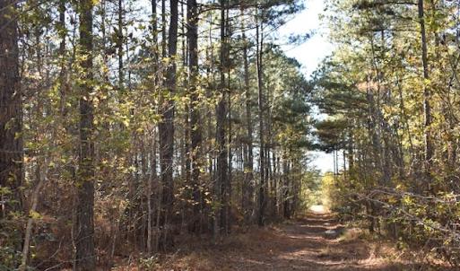 Photo of UNDER CONTRACT!  34.116 Acres Of Open Timber Land For Sale in Southampton County VA!