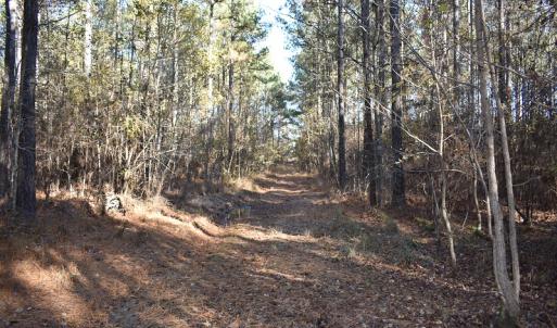 Photo of UNDER CONTRACT!  34.116 Acres Of Open Timber Land For Sale in Southampton County VA!