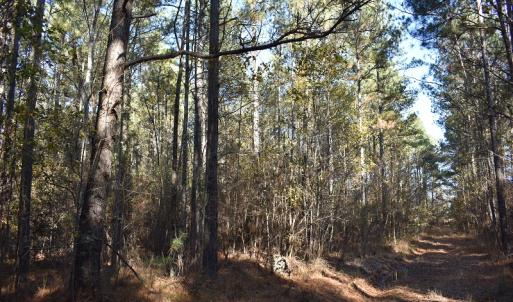 Photo of UNDER CONTRACT!  34.116 Acres Of Open Timber Land For Sale in Southampton County VA!