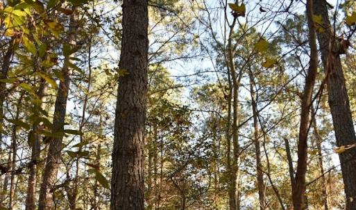 Photo of UNDER CONTRACT!  34.116 Acres Of Open Timber Land For Sale in Southampton County VA!