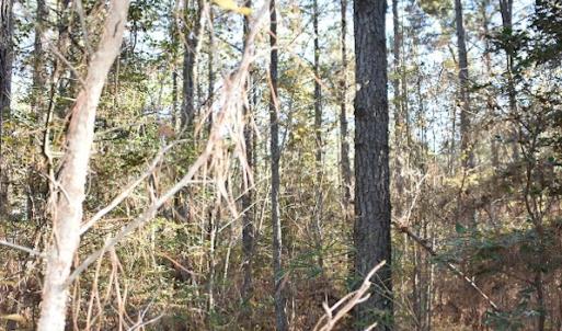 Photo of UNDER CONTRACT!  34.116 Acres Of Open Timber Land For Sale in Southampton County VA!