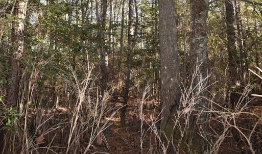 Photo of UNDER CONTRACT!  34.116 Acres Of Open Timber Land For Sale in Southampton County VA!