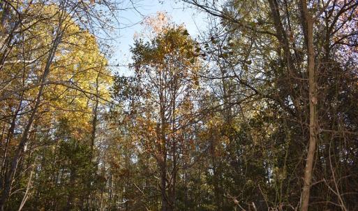 Photo of UNDER CONTRACT!  34.116 Acres Of Open Timber Land For Sale in Southampton County VA!
