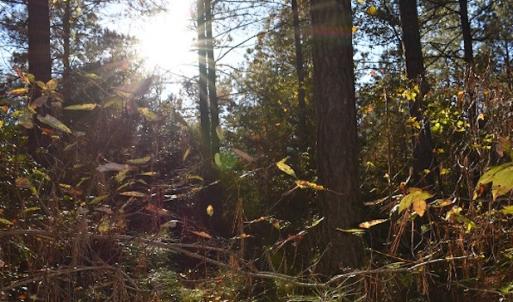 Photo of UNDER CONTRACT!  34.116 Acres Of Open Timber Land For Sale in Southampton County VA!