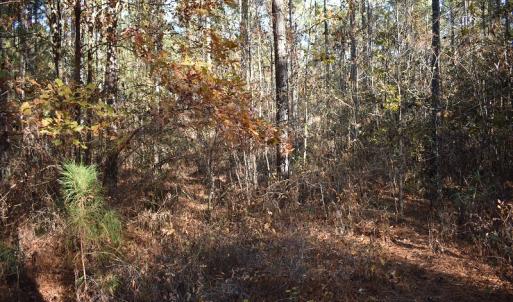 Photo of UNDER CONTRACT!  34.116 Acres Of Open Timber Land For Sale in Southampton County VA!