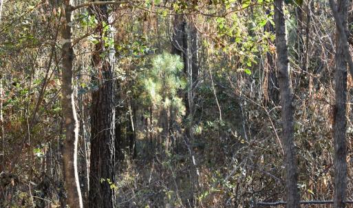 Photo of UNDER CONTRACT!  34.116 Acres Of Open Timber Land For Sale in Southampton County VA!