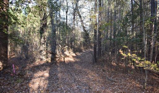 Photo of UNDER CONTRACT!  34.116 Acres Of Open Timber Land For Sale in Southampton County VA!