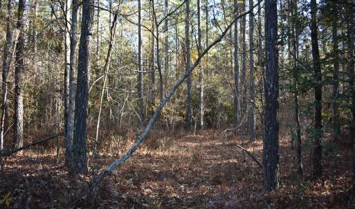 Photo of UNDER CONTRACT!  34.116 Acres Of Open Timber Land For Sale in Southampton County VA!