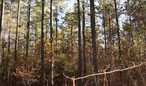 Photo of UNDER CONTRACT!  34.116 Acres Of Open Timber Land For Sale in Southampton County VA!