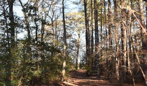 Photo of UNDER CONTRACT!  34.116 Acres Of Open Timber Land For Sale in Southampton County VA!