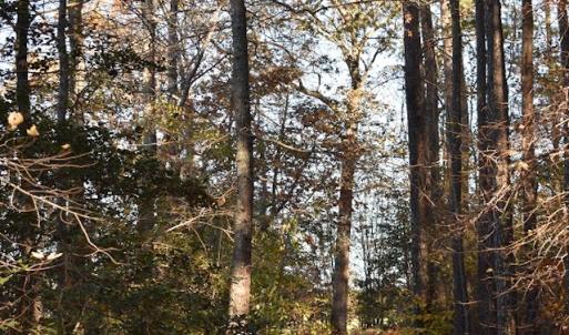 Photo of UNDER CONTRACT!  34.116 Acres Of Open Timber Land For Sale in Southampton County VA!