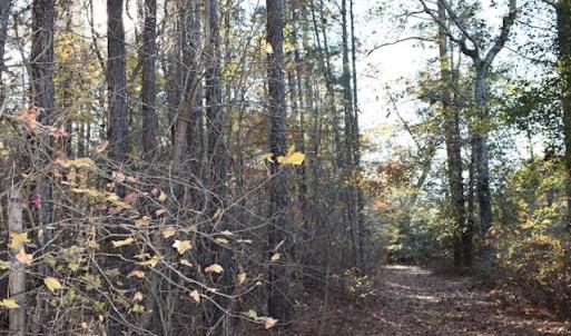 Photo of UNDER CONTRACT!  34.116 Acres Of Open Timber Land For Sale in Southampton County VA!