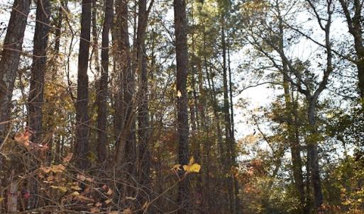 Photo of UNDER CONTRACT!  34.116 Acres Of Open Timber Land For Sale in Southampton County VA!