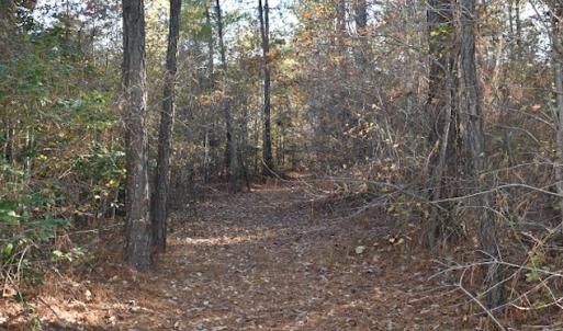Photo of UNDER CONTRACT!  34.116 Acres Of Open Timber Land For Sale in Southampton County VA!