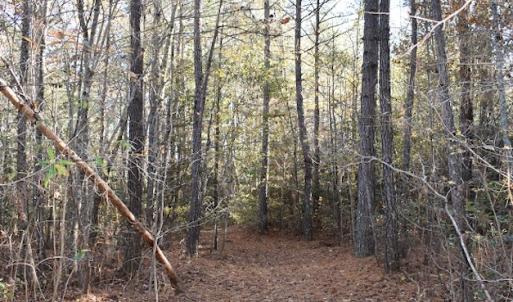 Photo of UNDER CONTRACT!  34.116 Acres Of Open Timber Land For Sale in Southampton County VA!