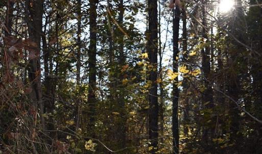 Photo of UNDER CONTRACT!  34.116 Acres Of Open Timber Land For Sale in Southampton County VA!