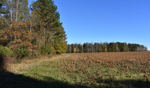 Photo of UNDER CONTRACT!  34.116 Acres Of Open Timber Land For Sale in Southampton County VA!