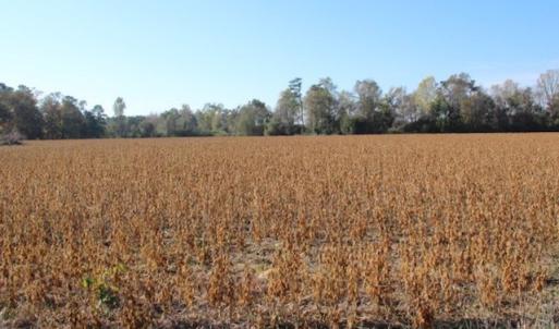 Photo of SOLD!  6 Acres of Farm and Hunting Land For Sale in Sampson County NC!