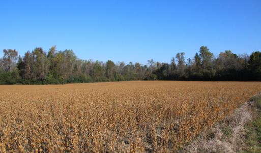 Photo of SOLD!  65 Acres of Hunting and Farm Land For Sale in Sampson County NC!