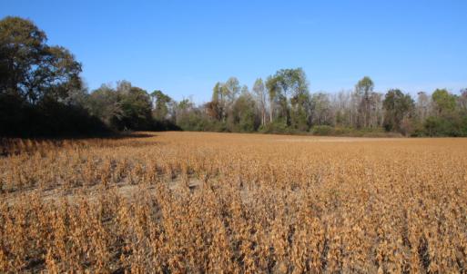 Photo of SOLD!  65 Acres of Hunting and Farm Land For Sale in Sampson County NC!