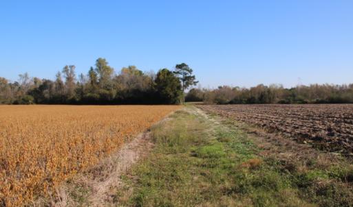 Photo of SOLD!  65 Acres of Hunting and Farm Land For Sale in Sampson County NC!