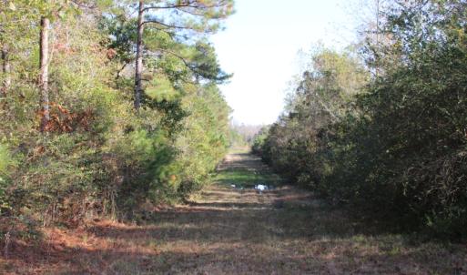Photo of SOLD!  65 Acres of Hunting and Farm Land For Sale in Sampson County NC!