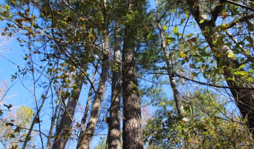 Photo of SOLD!  65 Acres of Hunting and Farm Land For Sale in Sampson County NC!