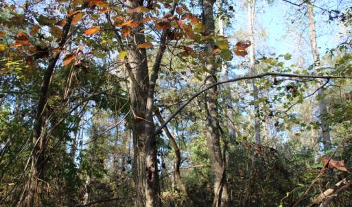 Photo of SOLD!  65 Acres of Hunting and Farm Land For Sale in Sampson County NC!