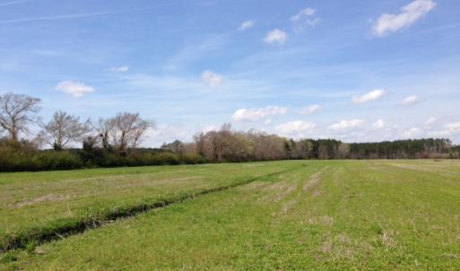 Photo of SOLD!  13 Acres of Farm and Timber Land For Sale in Camden County NC!