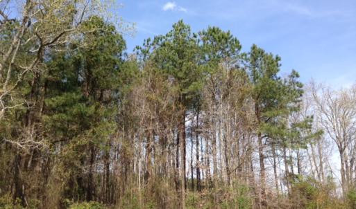 Photo of SOLD!  13 Acres of Farm and Timber Land For Sale in Camden County NC!