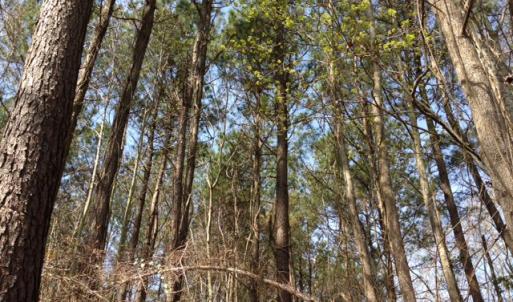 Photo of SOLD!  13 Acres of Farm and Timber Land For Sale in Camden County NC!
