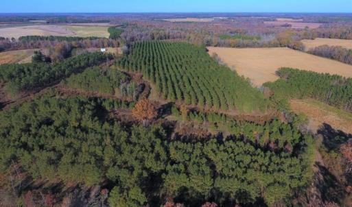 Photo of UNDER CONTRACT!  70.53 Acres of Hunting and Timber Land For Sale in Edgecombe County NC!