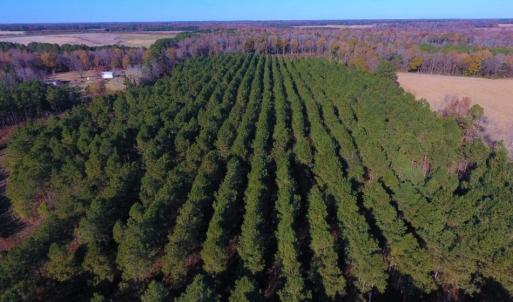 Photo of UNDER CONTRACT!  70.53 Acres of Hunting and Timber Land For Sale in Edgecombe County NC!