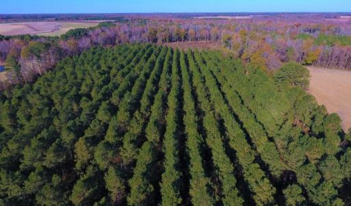 Photo of UNDER CONTRACT!  70.53 Acres of Hunting and Timber Land For Sale in Edgecombe County NC!