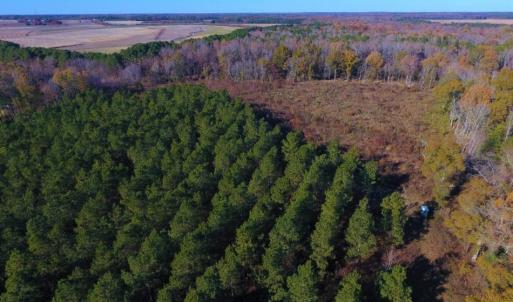 Photo of UNDER CONTRACT!  70.53 Acres of Hunting and Timber Land For Sale in Edgecombe County NC!