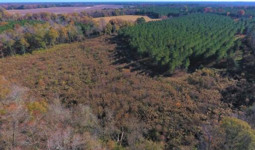 Photo of UNDER CONTRACT!  70.53 Acres of Hunting and Timber Land For Sale in Edgecombe County NC!