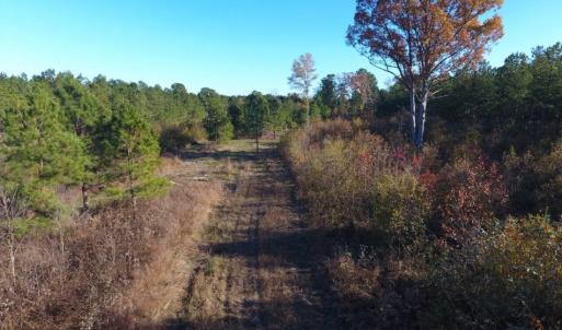 Photo of UNDER CONTRACT!  70.53 Acres of Hunting and Timber Land For Sale in Edgecombe County NC!
